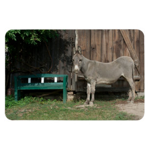 Schöner Donkey neben der hölzernen grünen Bank Magnet