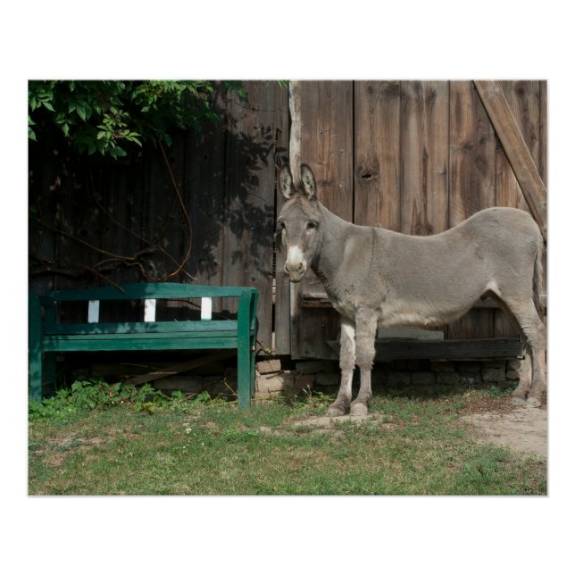 Schöner Donkey neben der hölzernen grünen Bank Poster (Vorderseite)