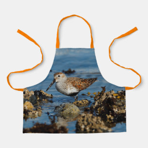 Schöner Dunlin Sandpiper Goes Solo am Strand Schürze