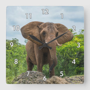Schöner Elefant im Gras spielen Quadratische Wanduhr