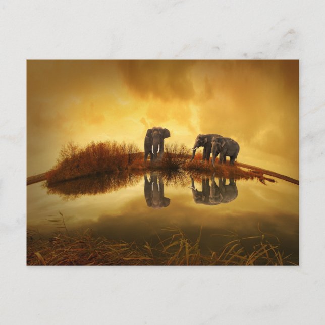 schöner Elefant Thailand-Sonnenuntergang Postkarte (Vorderseite)