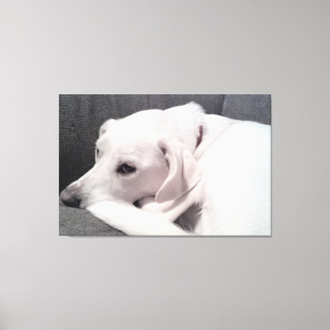 Schöner, eleganter weißer Hund Exquisite Leinwanddruck (Vorderseite)