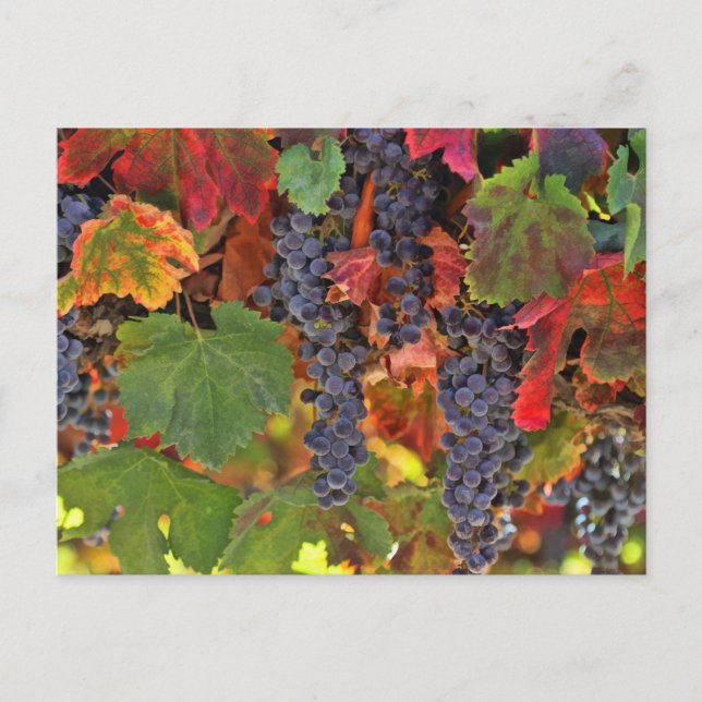 Schöner Fall Wein VIneyard Colored Postcard Postkarte (Vorderseite)