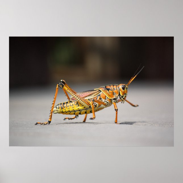 Schöner farbenfroher Grasshopper in nah-up Poster (Vorne)