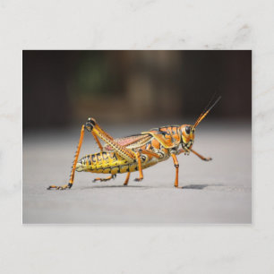 Schöner farbenfroher Grasshopper in nah-up Postkarte