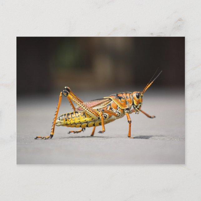 Schöner farbenfroher Grasshopper in nah-up Postkarte (Vorderseite)