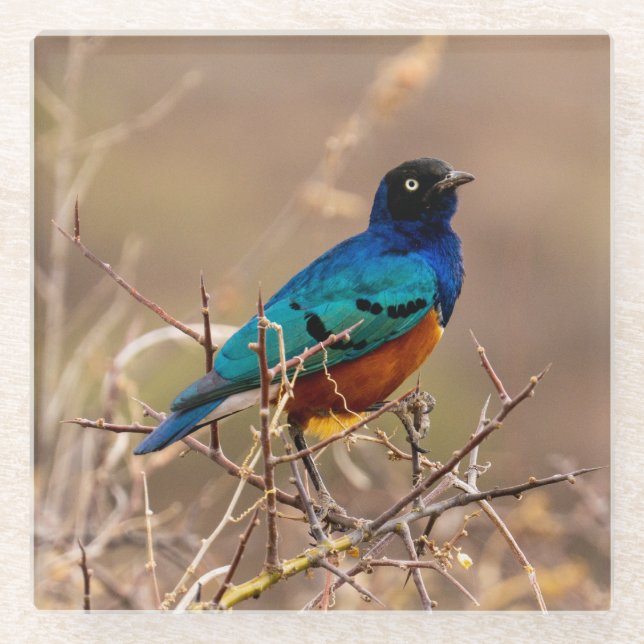 Schöner, farbenfroher Vogel unter Bush Glasuntersetzer (Vorderseite)