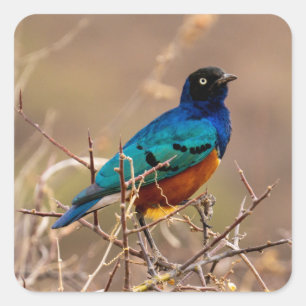 Schöner, farbenfroher Vogel unter Bush Quadratischer Aufkleber