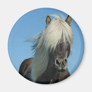 SCHÖNER FJORD-PONY-PFERDESTALLION MAGNET