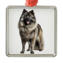 SCHÖNER FLUFFY KEESHOND PUPPY HUND