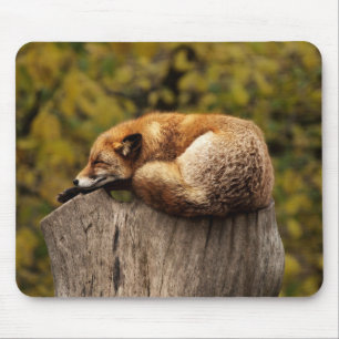 Schöner Fox Schlafen auf einem Baumstumpf Mousepad