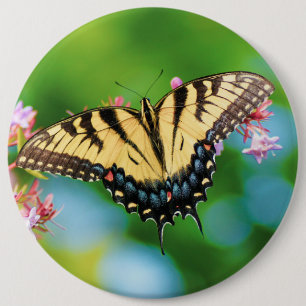 Schöner Frack-Schmetterling auf hübschen Blume Button