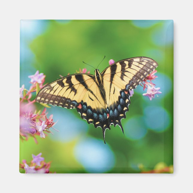 Schöner Frack-Schmetterling auf hübschen Blume Magnet (Vorne)