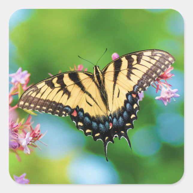 Schöner Frack-Schmetterling auf hübschen Blume Quadratischer Aufkleber (Vorderseite)