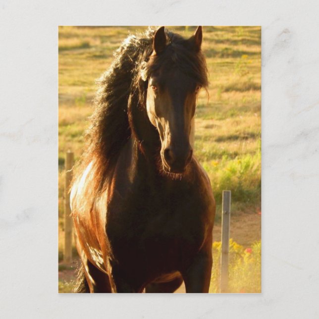 SCHÖNER FREUNDLICHER FERIENSTALLION POSTKARTE (Vorderseite)