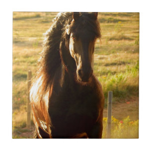 SCHÖNER FRIESISCHER PFERDESTALLION FLIESE