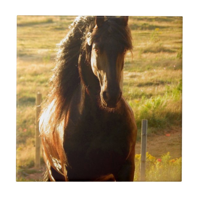 SCHÖNER FRIESISCHER PFERDESTALLION FLIESE (Vorderseite)