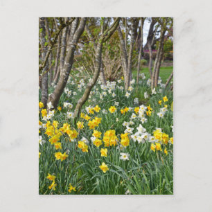 Schöner Frühlingsgarten Postkarte