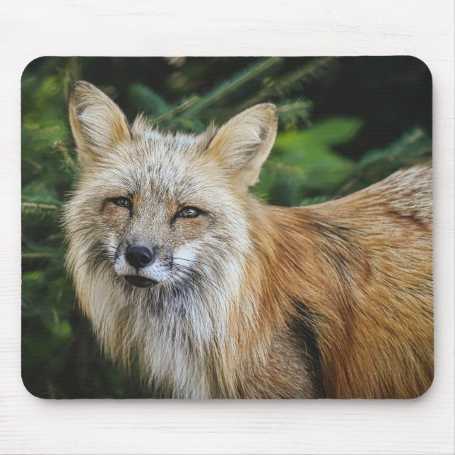 Schöner Fuchs im Grünen Mousepad (Vorne)