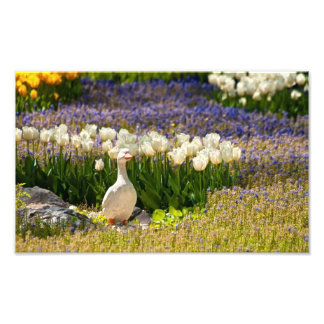 Schöner Garten Fotodruck