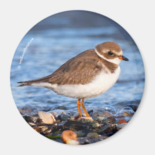 Schöner, gedämpfter Plover am Strand Magnet
