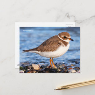 Schöner, gedämpfter Plover am Strand Postkarte