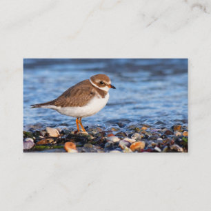 Schöner, gedämpfter Plover am Strand Visitenkarte