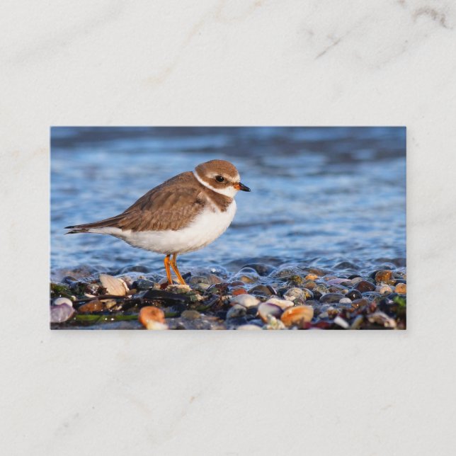Schöner, gedämpfter Plover am Strand Visitenkarte (Vorderseite)