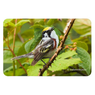 Schöner Gelbbrust-Waldsänger auf einem Ast Magnet