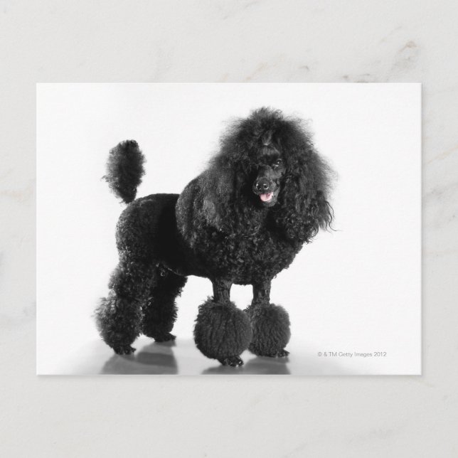 Schöner, getrimmter, schwarzer, kompletter Poodle  Postkarte (Vorderseite)