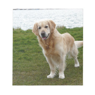 Schöner Golden Retriever Dog Stehend Notizblock