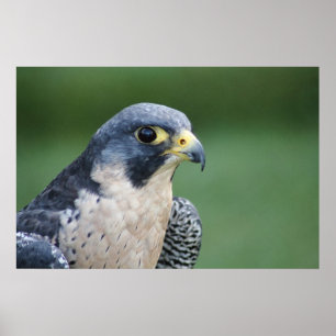 Schöner grau-weißer Pelegrine Falke Poster