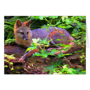 Schöner grauer Fox