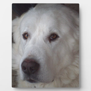 Schöner großer Pyrenäenhund Fotoplatte