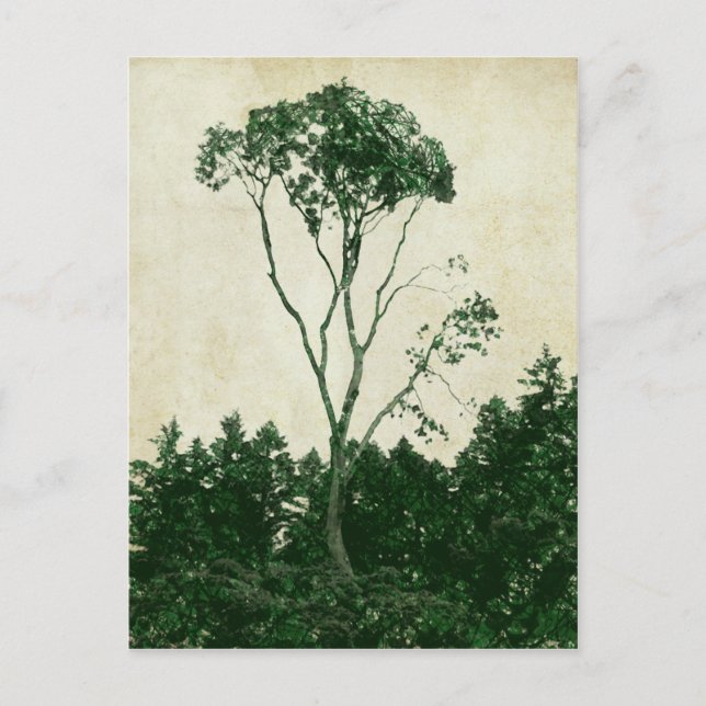 Schöner grüner Baum Postkarte (Vorderseite)