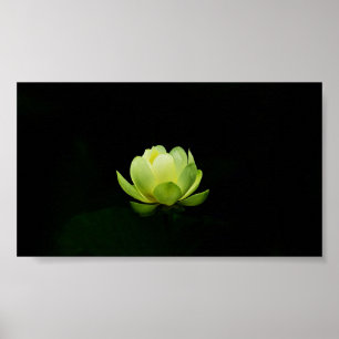 Schöner grüner Lotus,See,Zen  Poster
