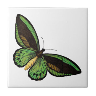 Schöner grüner Schmetterling Fliese
