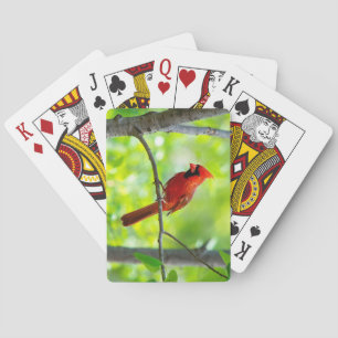 Schöner, hellroter Kardinal in einem Baum Spielkarten