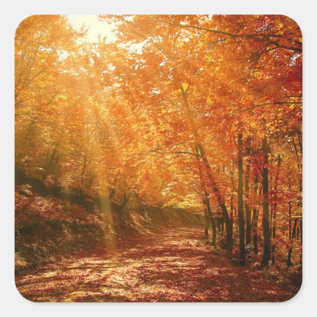 Schöner Herbst Quadratischer Aufkleber (Vorderseite)