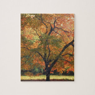 Schöner Herbstbaum Herbstsaison Foto