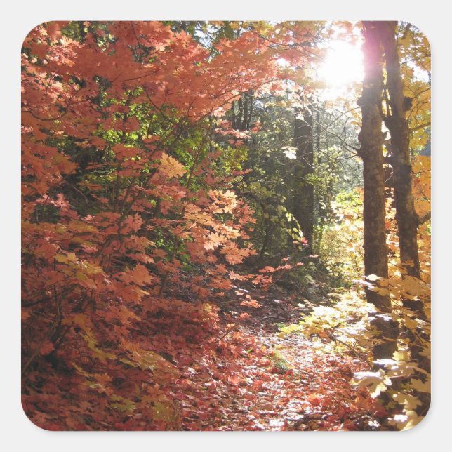 Schöner Herbstwald (2 Aufkleber) Quadratischer Aufkleber (Vorderseite)