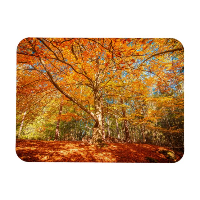 Schöner Herbstwald Magnet (Horizontal)