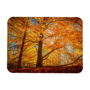 Schöner Herbstwald Magnet