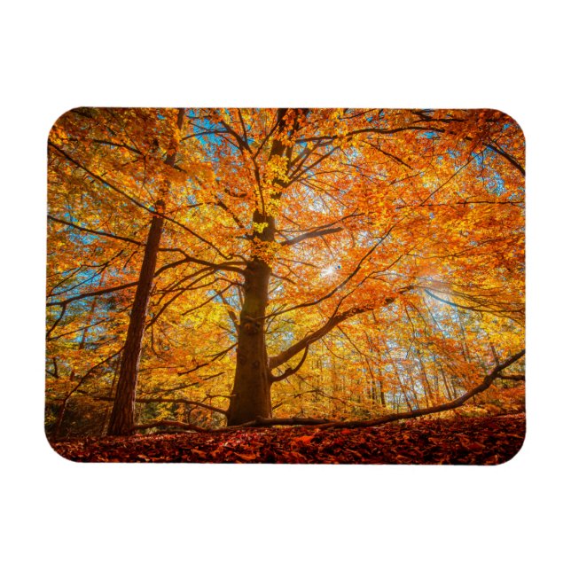 Schöner Herbstwald Magnet (Horizontal)