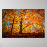 Schöner Herbstwald