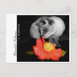 Schöner Hibiskus...& Blasen. Postkarte