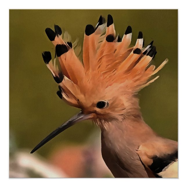 Schöner Hoopoe Bird mit Krone von Federn Poster (Vorderseite)