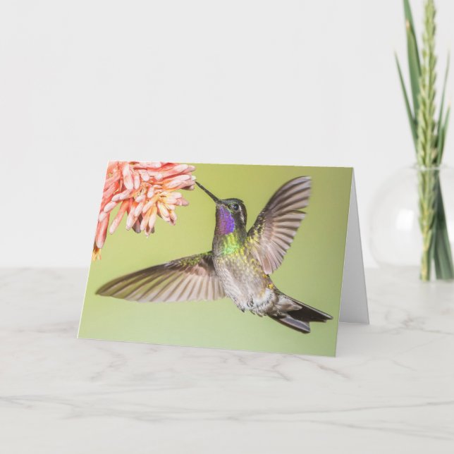 Schöner Hummingbird Fliegen zu einem Beileid der B Karte (Vorderseite)