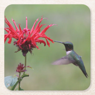 Schöner Hummingbird im Flight Untersetzer Set