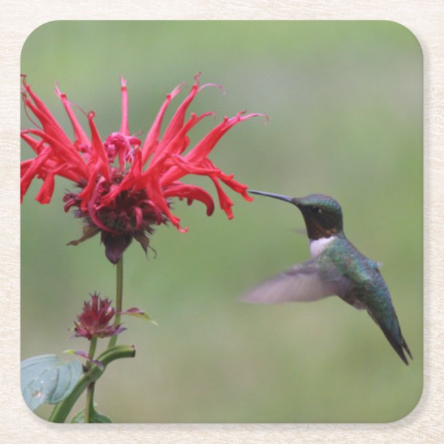 Schöner Hummingbird im Flight Untersetzer Set (Vorderseite)
